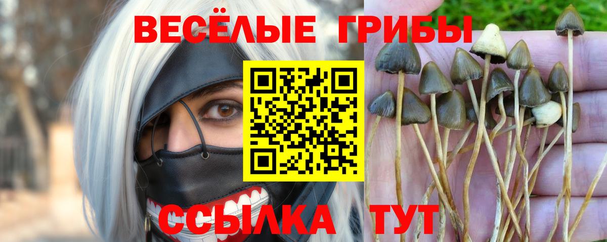 Псилоцибиновые грибы Cubensis Нижневартовск